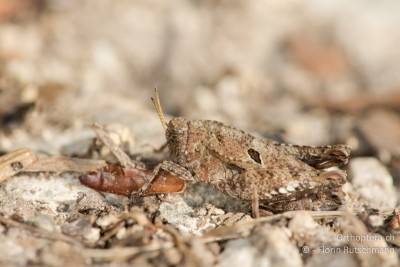 Tetrix bipunctata ♀