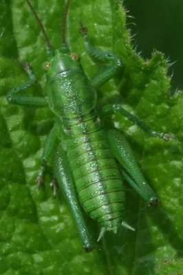 2015_05290002 Ausschnitt.jpg