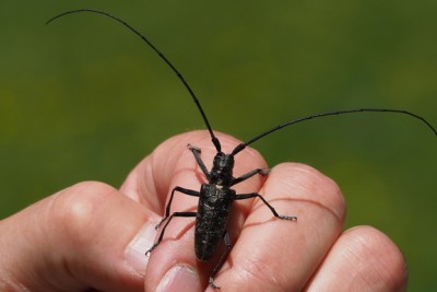 Für Eichenbock sehr hochgelegener Standort