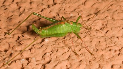 Leptophyes punctatissima (Foto: Hans Peter Matter)