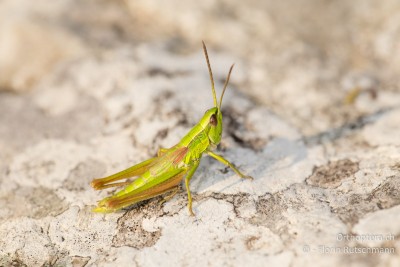 Kleine Goldschrecke (Euthystira brachyptera)