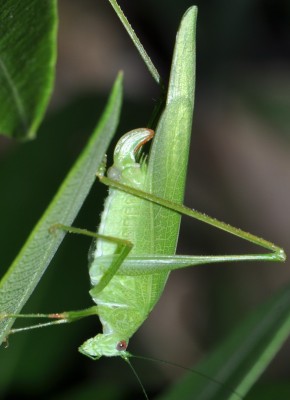 Phaneroptera cf nana 2015-08-03 22-13-06 - DSC_0002.JPG