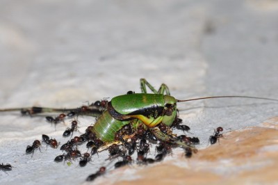 Eupholidoptera schmidti bearb 2015-07-28 09-03-07 - DSC_0001.JPG