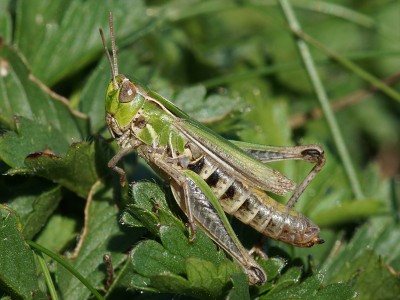 Stenobothrus stigmaticus