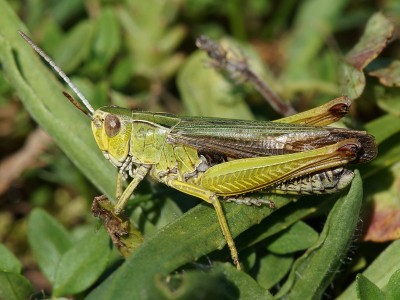 Omocestus viridulus Männchen