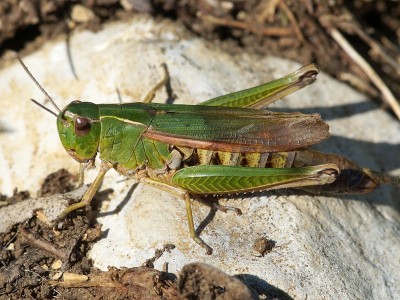 Omocestus viridulus Weibchen