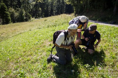 Die einzige Alpen-Strauchschrecken, die wir in der Gruppe Schnebelhorn finden, will bestaunt sein.