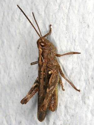 Kurzfühlerschrecke