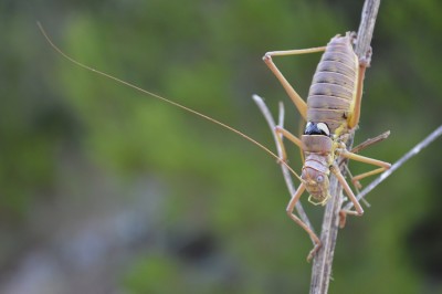 Ephippiger discoidalis.JPG