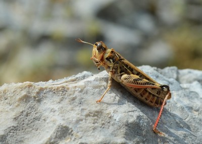 Dociostaurus maroccanus.JPG