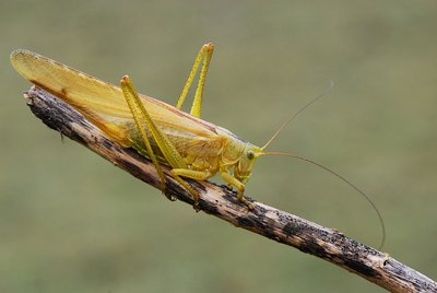 &quot;Gelbes&quot; Grünes Heupferd-Weibchen