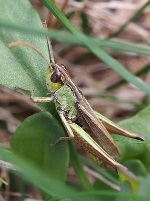 Chorthippus?