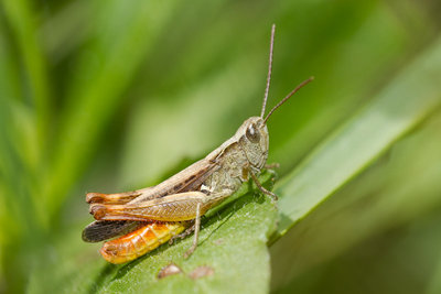 02.07.2011 - Mergoscia (Tessin)<br />Steppen-Grashüpfer (Chorthippus vagans)