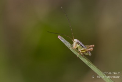 1. Larvenstadium von Bicolorana bicolor