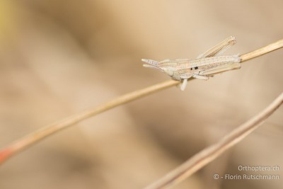 1. Lst. von Euthystira brachyptera