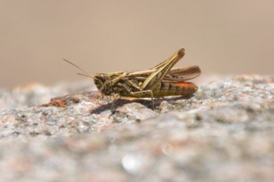 DSC_8277vng.JPG