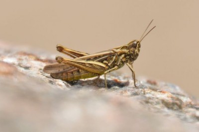DSC_8279vng.JPG