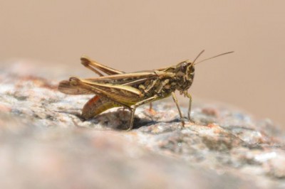 DSC_8280vng.JPG