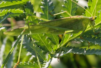 Phaneroptera falcata.jpg