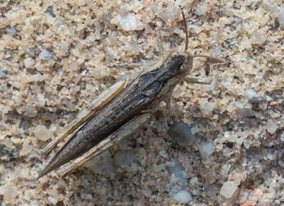 C. biguttulus/molle/brunneus