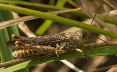 C. biguttulus/molle/brunneus (1)<br />Differenzierung möglich?