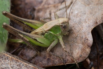 Metrioptera 2.jpg