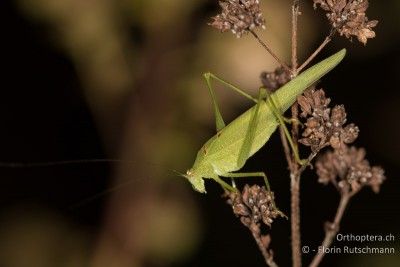 Phaneroptera nana ♂