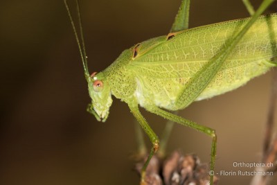 Phaneroptera nana ♂, Halsschild und Flügelzeichnung