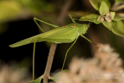 Phaneroptera nana ♂