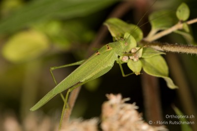 Phaneroptera nana ♂