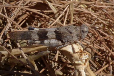 Acrididae  2016.08.19.jpg