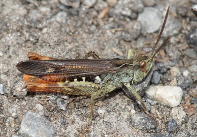 Ch. eisentrauti?   Nufenen GR