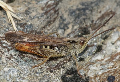 Ch. eisentrauti?   Hinterrhein  GR