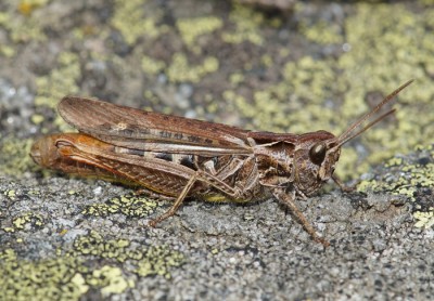 Ch. eisentrauti?   Hinterrhein  GR