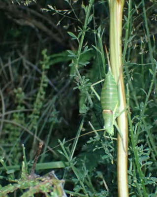 3. E. persicarius