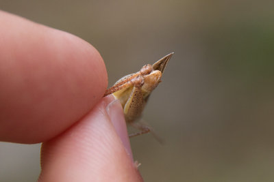 Und hier mein lieblings-Rätsel (3 obere Fotos): Ein blasser Chorthippus vagans?