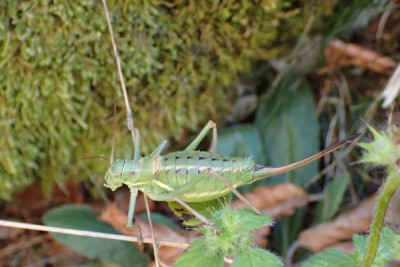 2. E. terrestiris bormansi