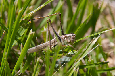 Platycleis albopunctata grisea - Graue Beissschrecke