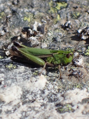 1) Omocestus viridulus?