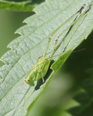 Phaneroptera falcata oder nana?