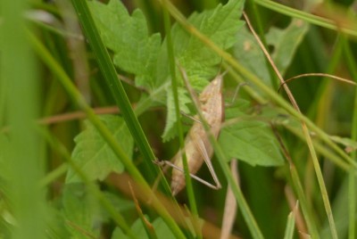 Ruspolia nitidula