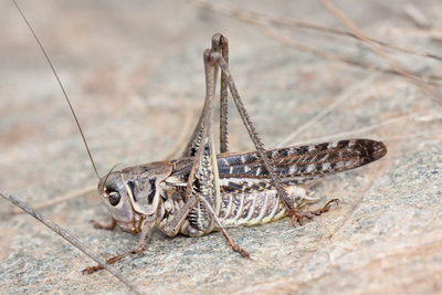 Südlicher Warzenbeisser (Decticus albifrons)