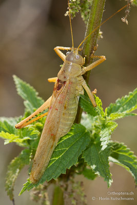 16.07.2011 - Östliches Heupferd (Tettigonia caudata) aus Nordgriechenland (Elassona)