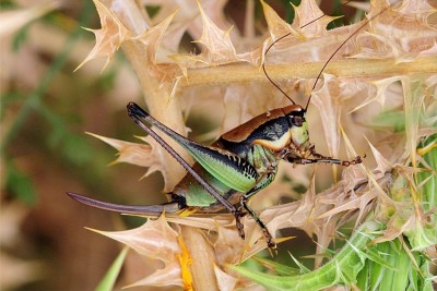 2017.02.24._Eupholidoptera chabrieri 1.jpg