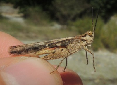 Acrotylus_sp.1.jpg