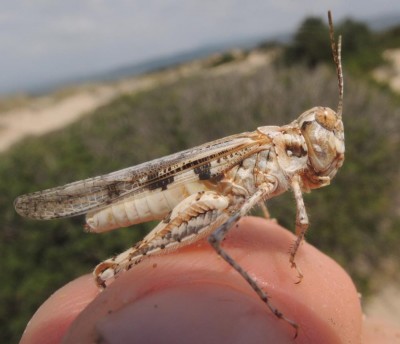 Acrotylus_sp.4.jpg