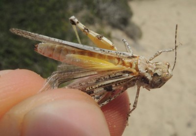Acrotylus_sp.5.jpg