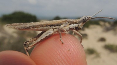 Pygromorphidae.jpg
