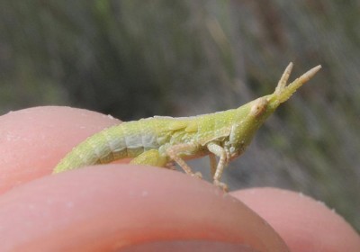 Pyrgomorpha_sp.jpg