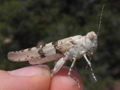 Sphingonotus_caerulens1.jpg